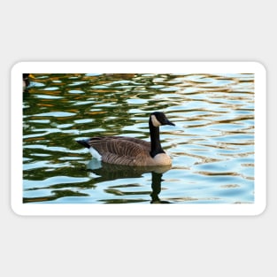 Canada Goose Swimming Sticker